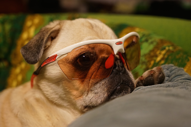 Olaf-Pug-Agon-Rudy-Project